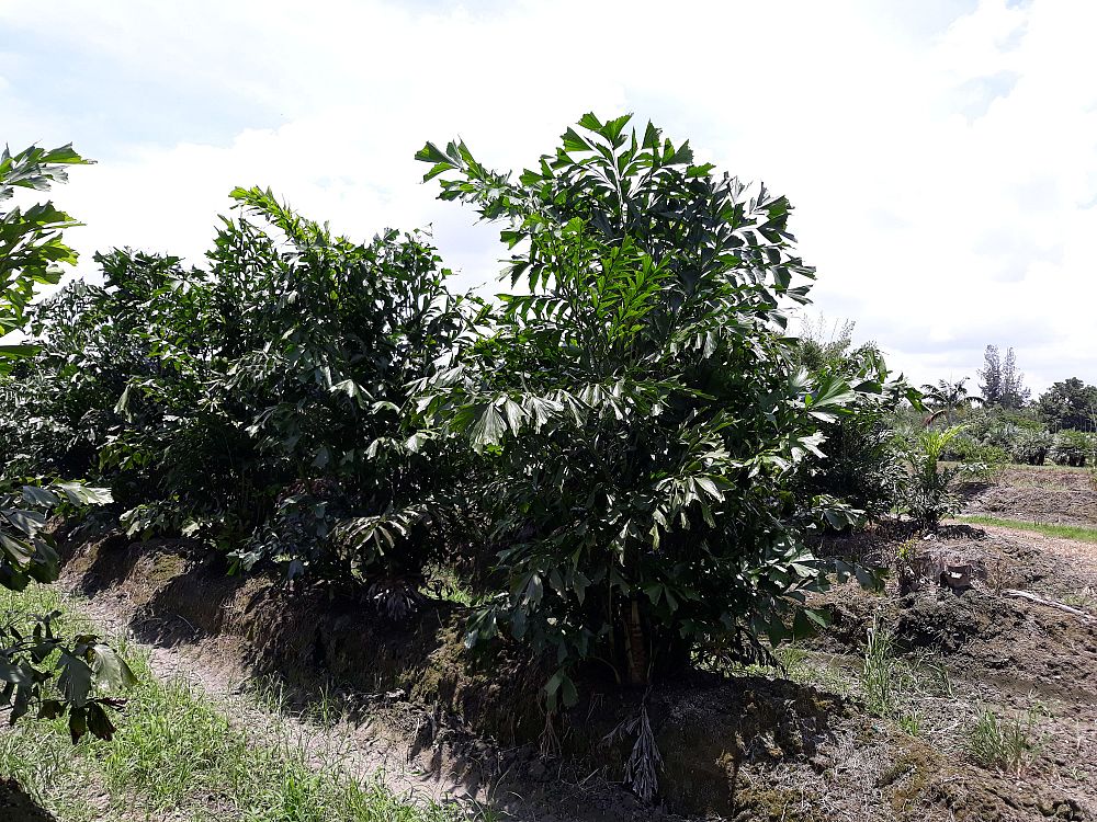 caryota-mitis-fishtail-palm