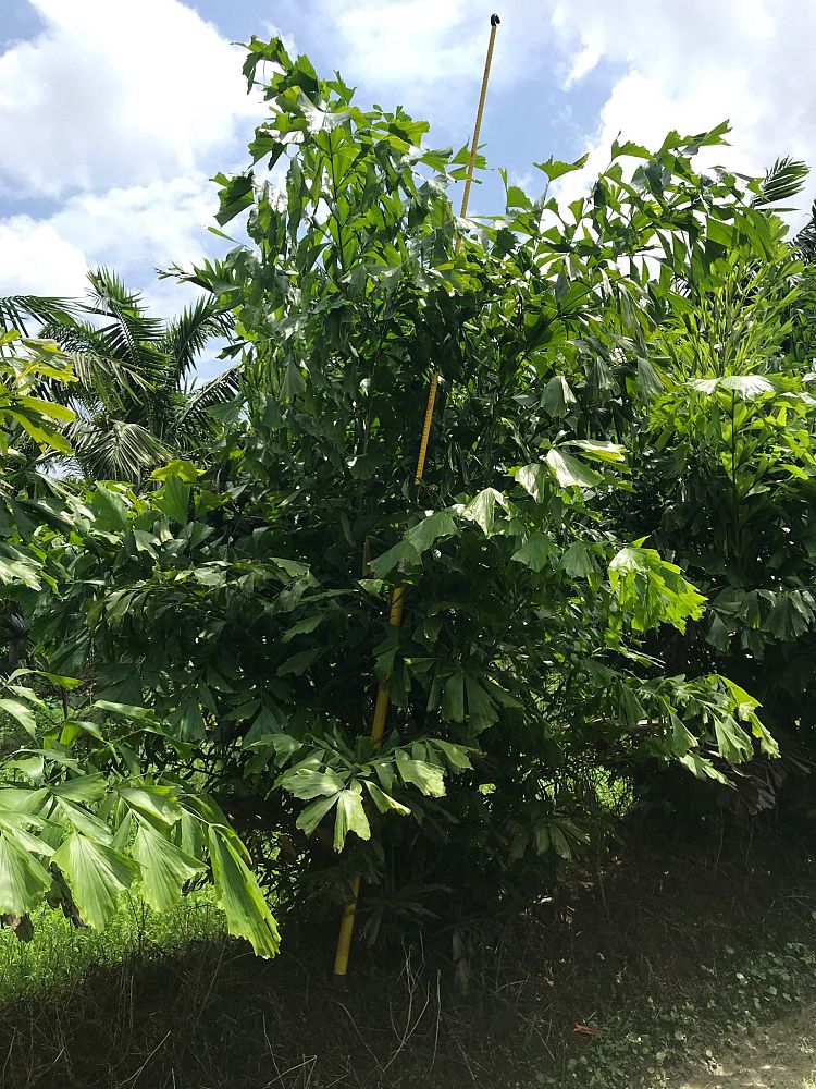 caryota-mitis-fishtail-palm