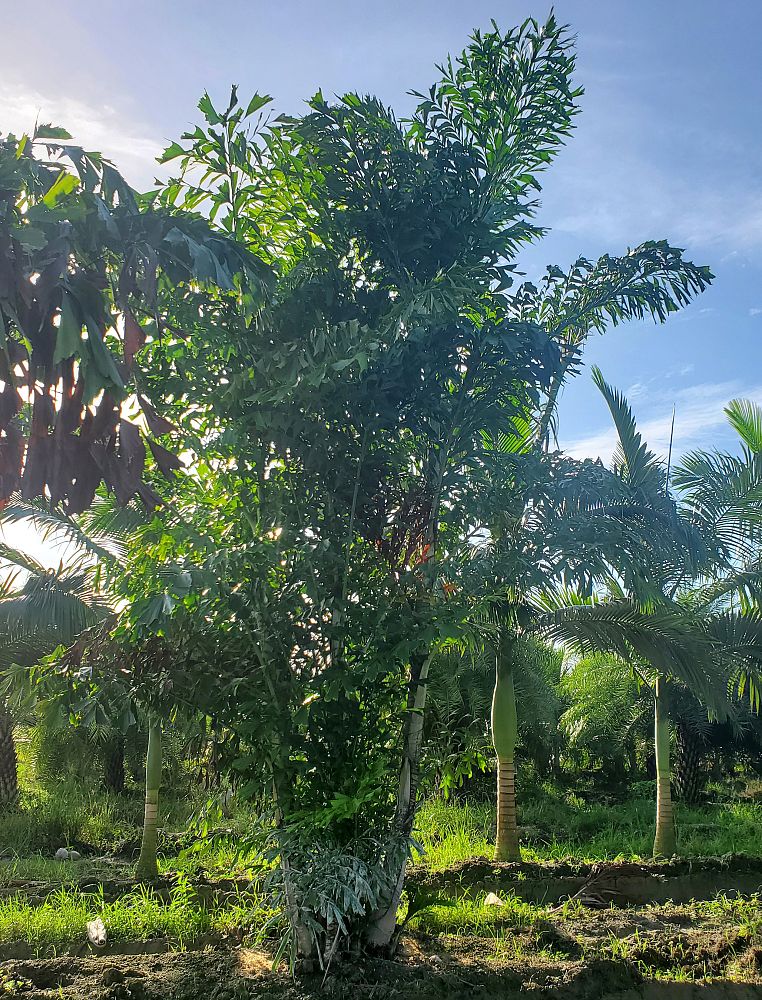 caryota-mitis-fishtail-palm
