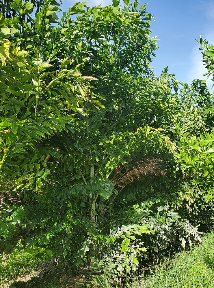 caryota-mitis-fishtail-palm
