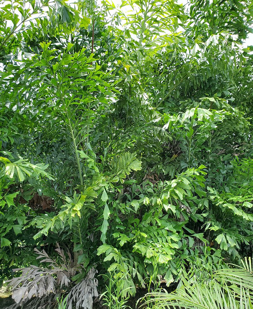 caryota-mitis-fishtail-palm