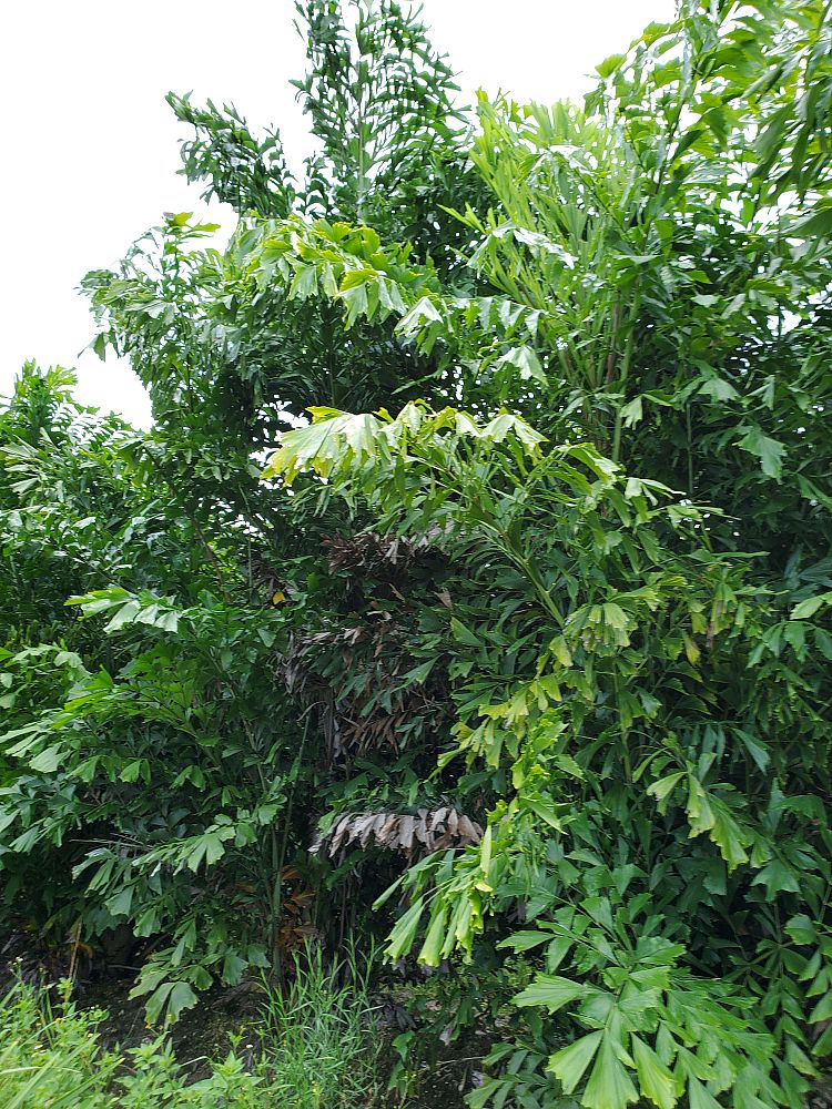 caryota-mitis-fishtail-palm