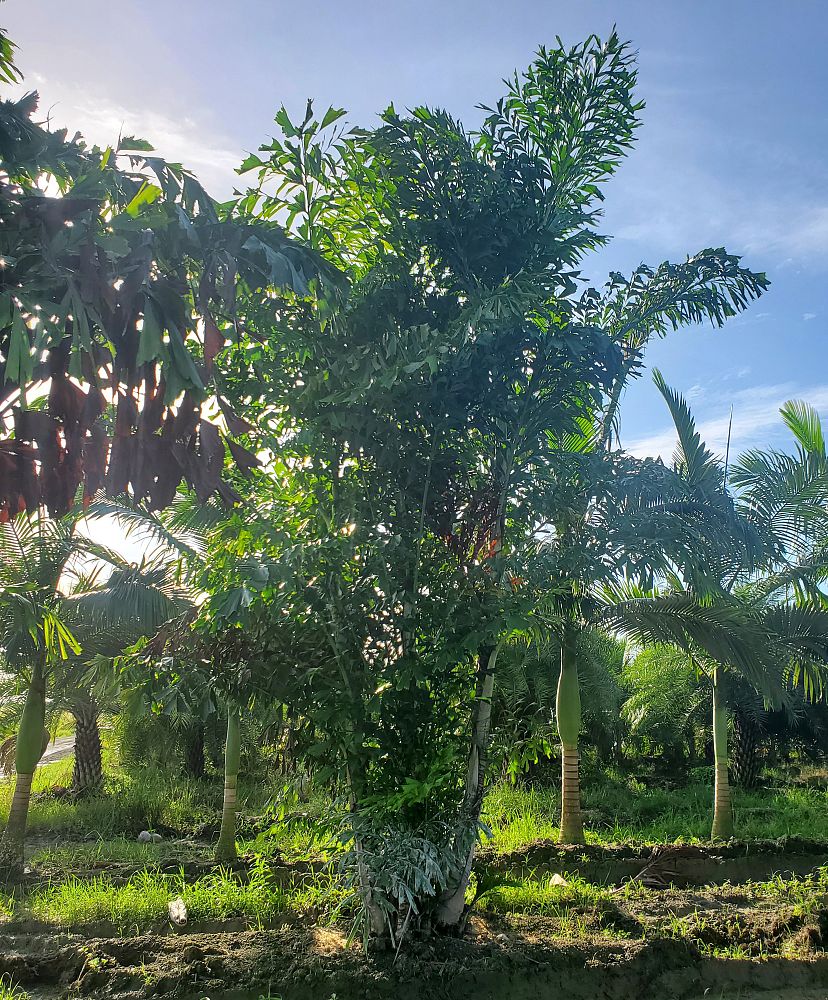 caryota-mitis-fishtail-palm
