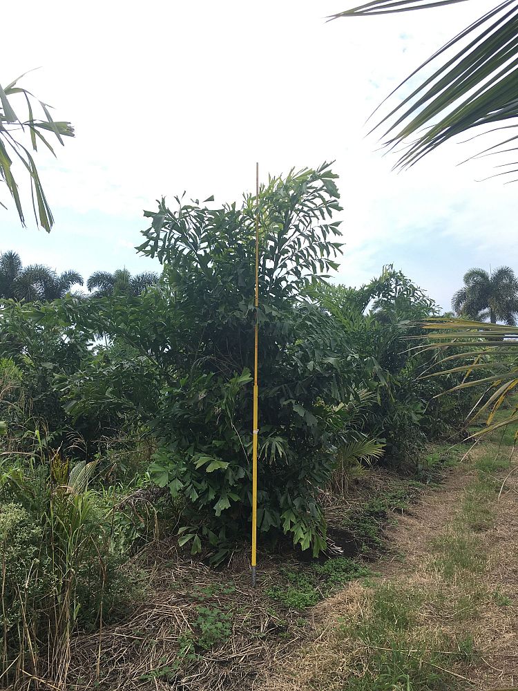 caryota-mitis-fishtail-palm