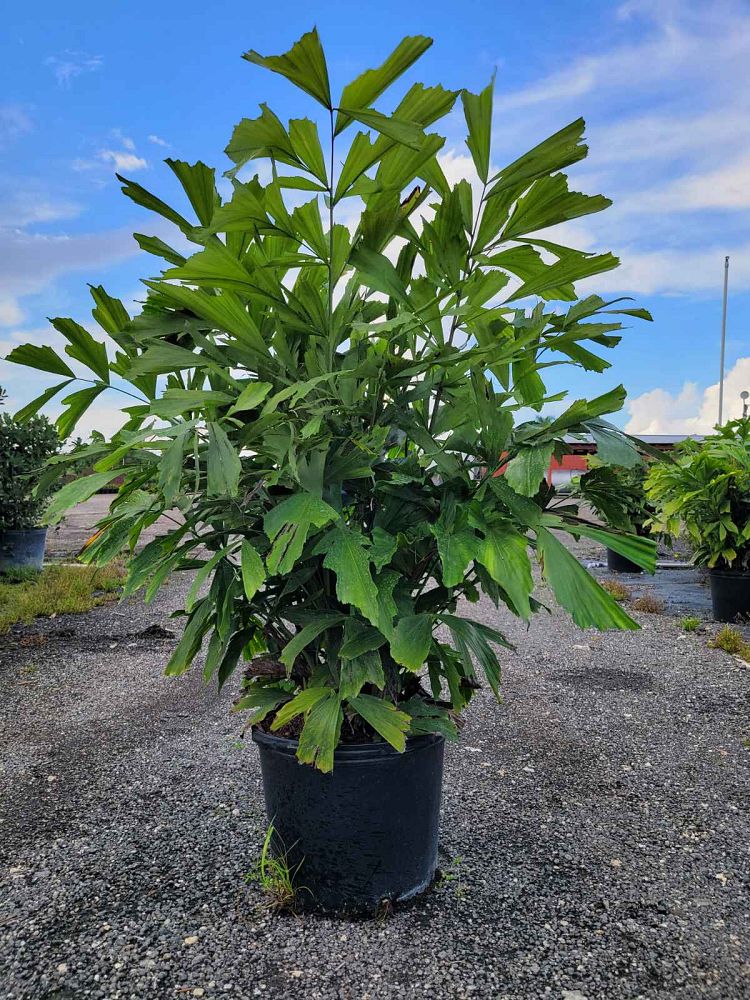 caryota-mitis-fishtail-palm