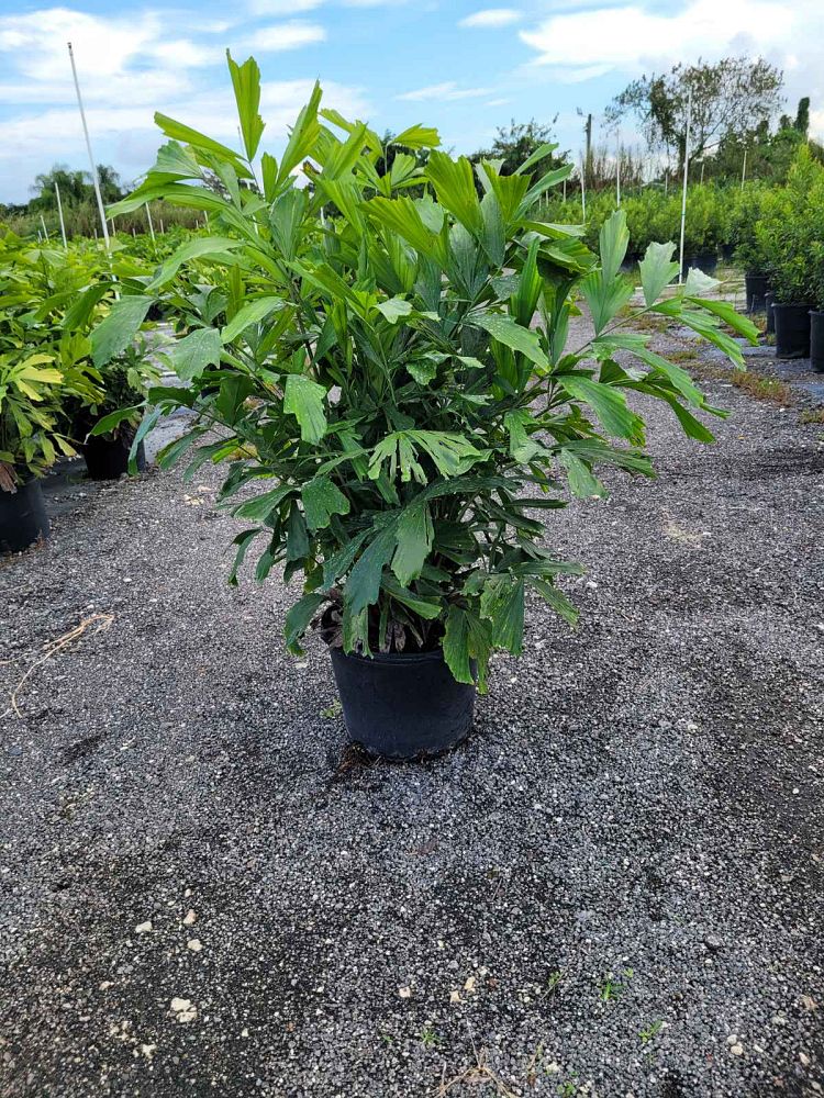 caryota-mitis-fishtail-palm