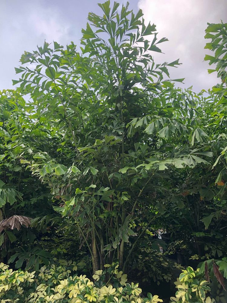 caryota-mitis-fishtail-palm