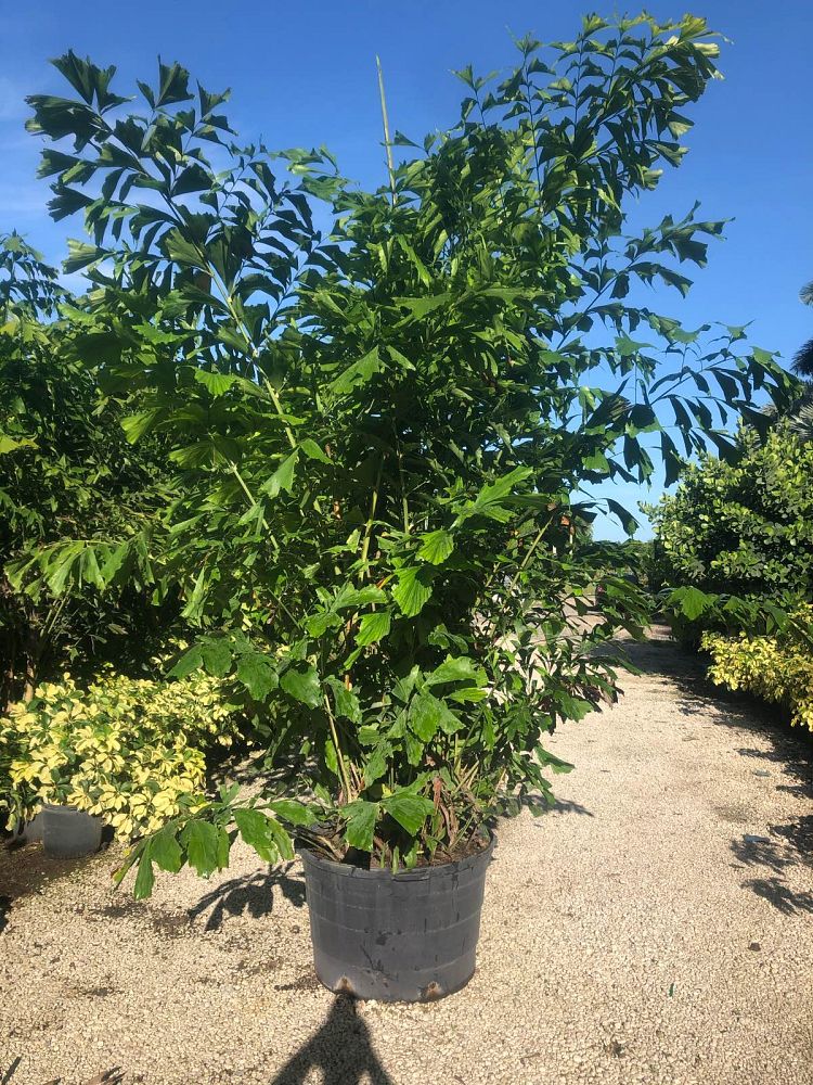 caryota-mitis-fishtail-palm
