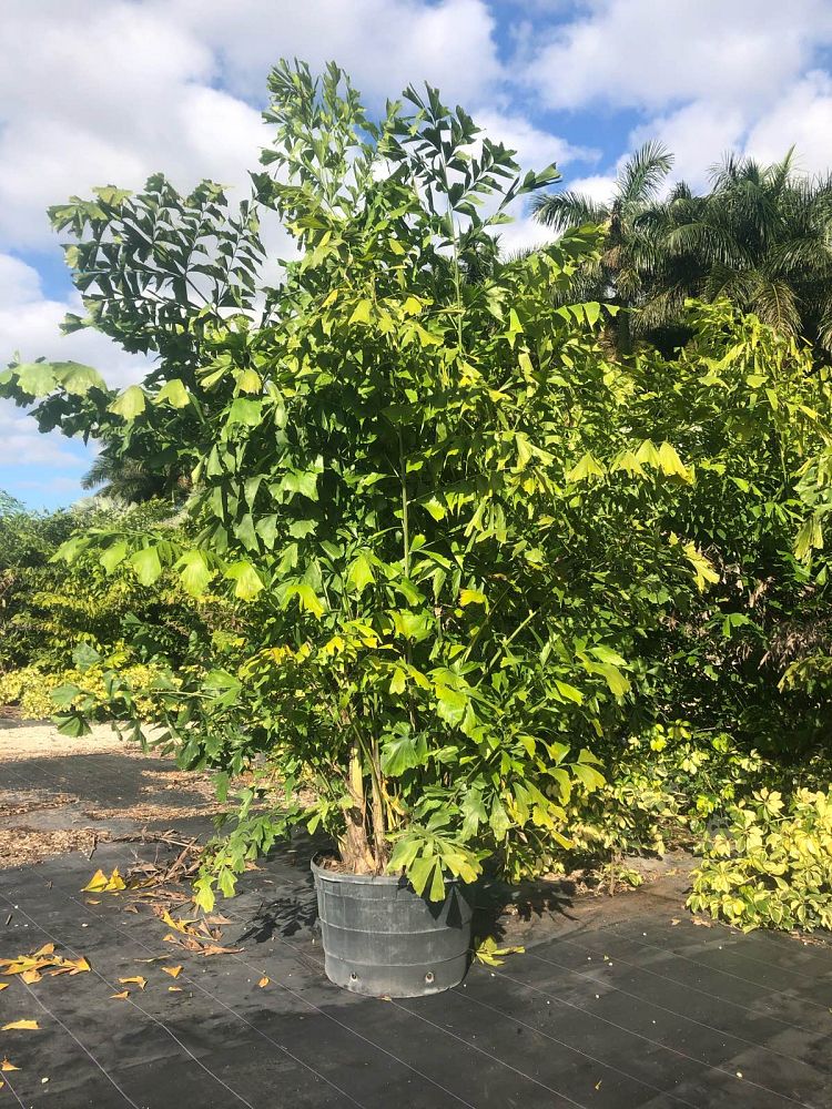 caryota-mitis-fishtail-palm