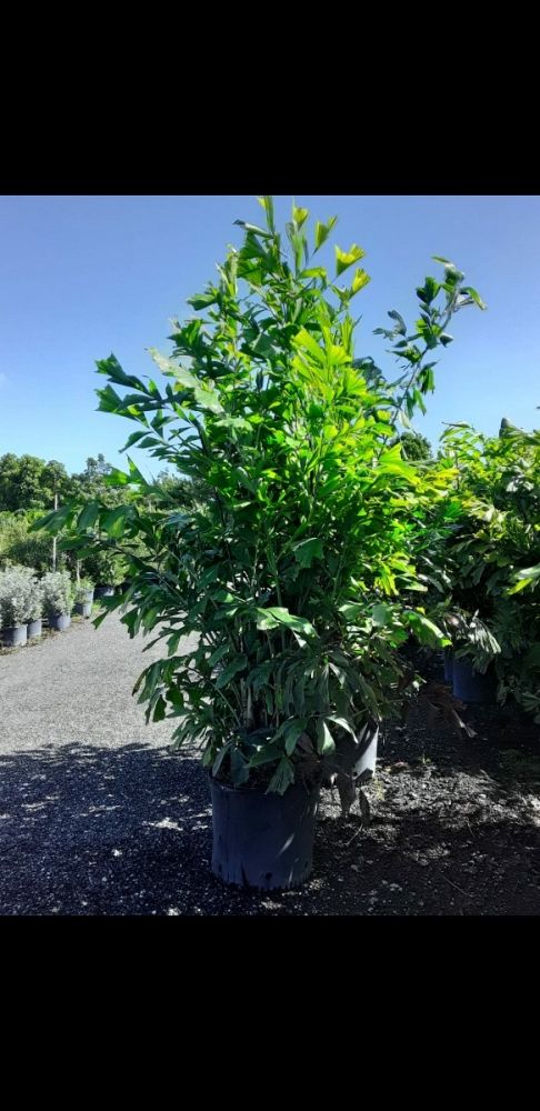 caryota-mitis-fishtail-palm