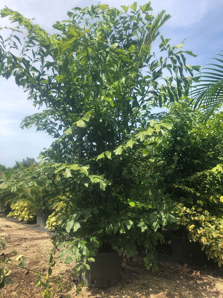 caryota-mitis-fishtail-palm