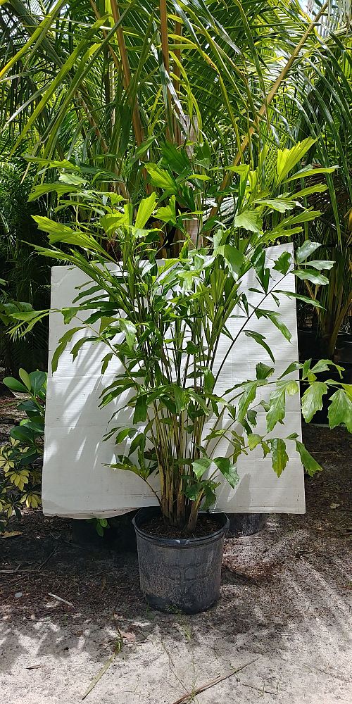 caryota-mitis-fishtail-palm
