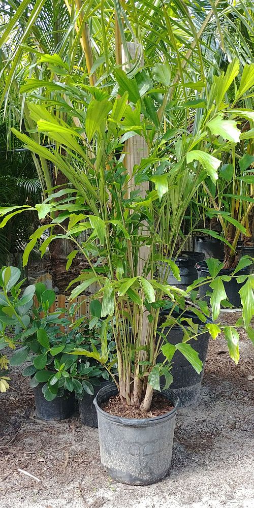 caryota-mitis-fishtail-palm