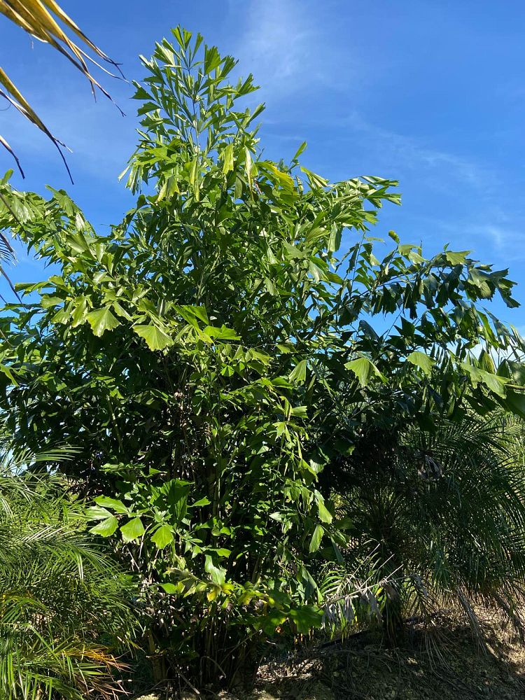 caryota-mitis-fishtail-palm