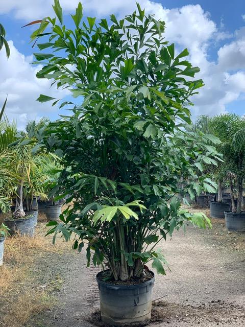 caryota-mitis-fishtail-palm