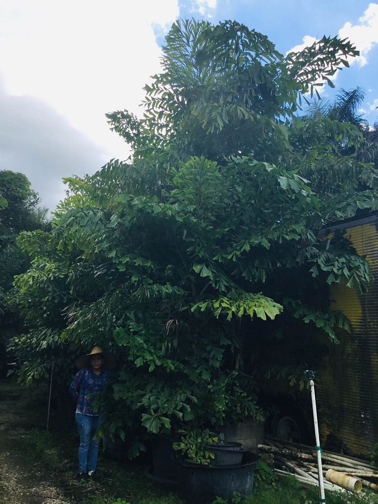 caryota-mitis-fishtail-palm