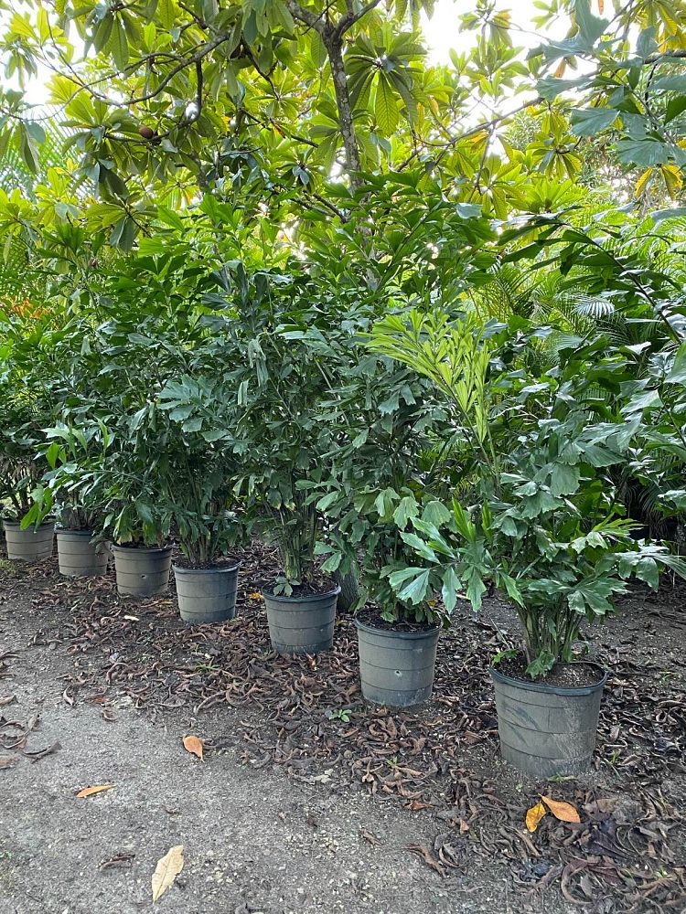 caryota-mitis-fishtail-palm