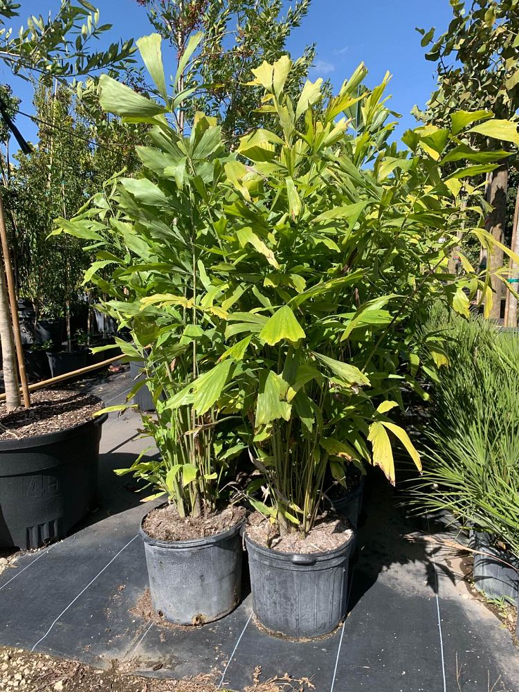caryota-mitis-fishtail-palm