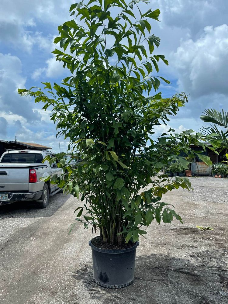 caryota-mitis-fishtail-palm