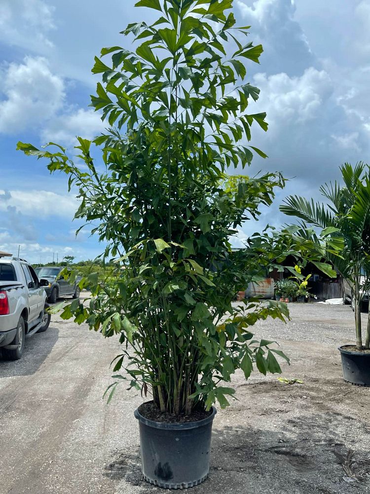 caryota-mitis-fishtail-palm