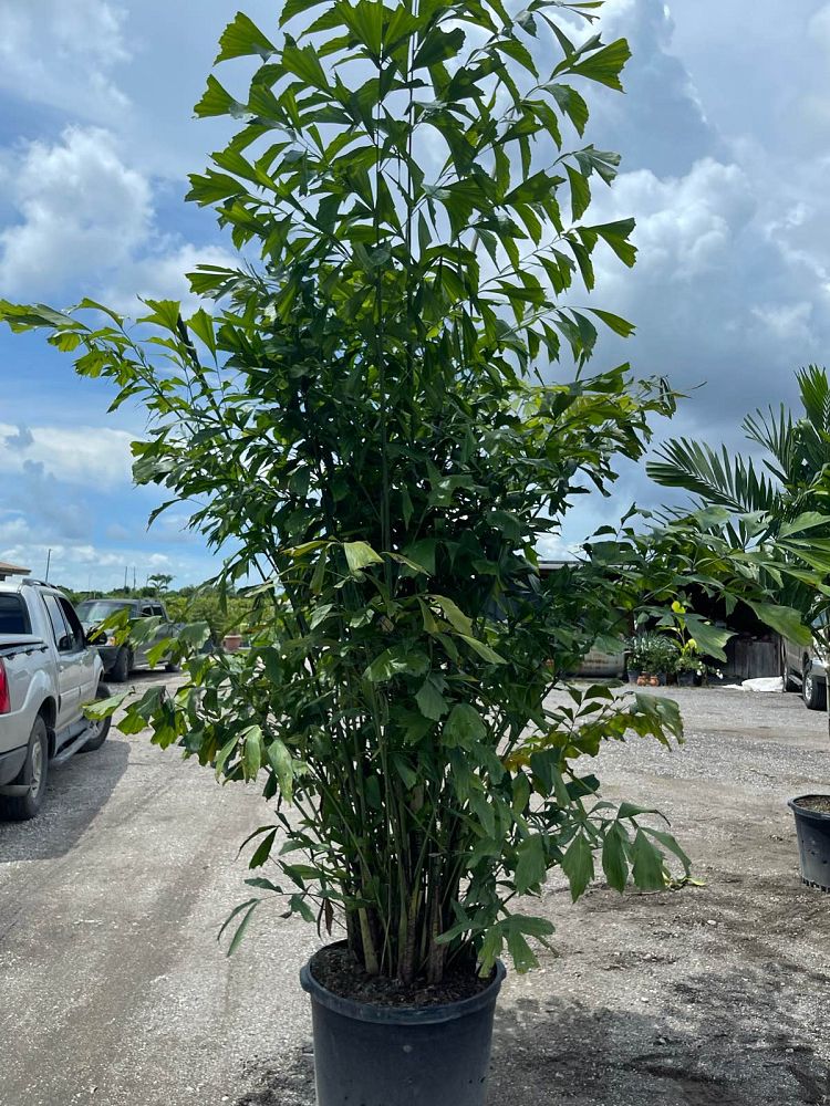 caryota-mitis-fishtail-palm