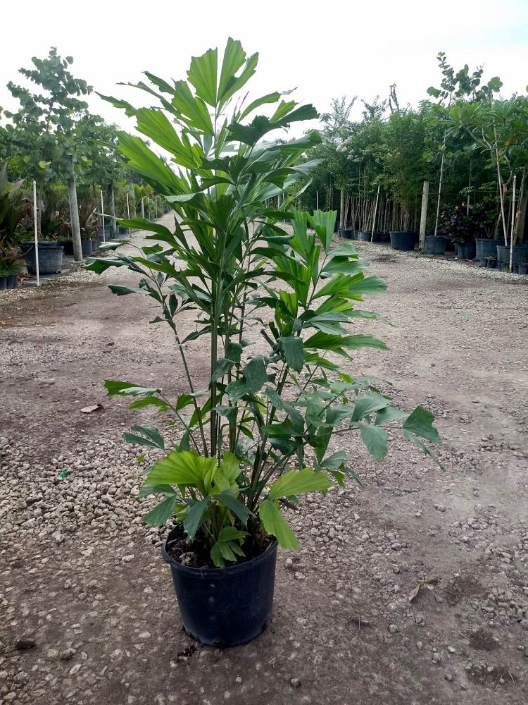 caryota-mitis-fishtail-palm