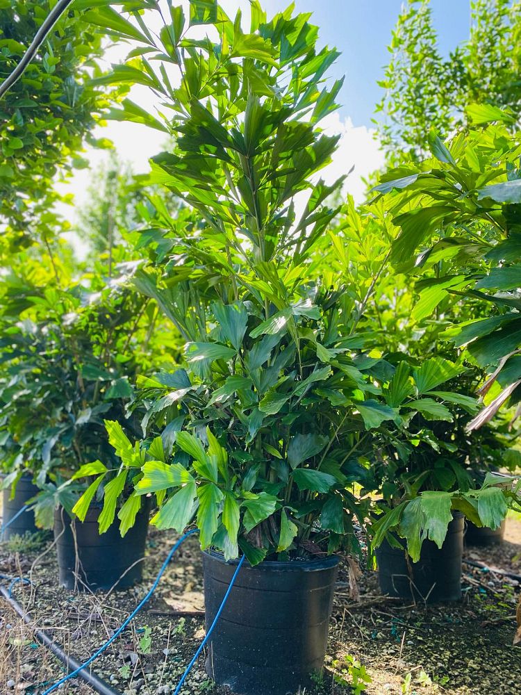 caryota-mitis-fishtail-palm