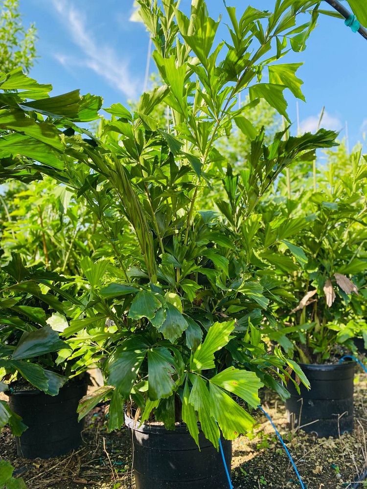 caryota-mitis-fishtail-palm