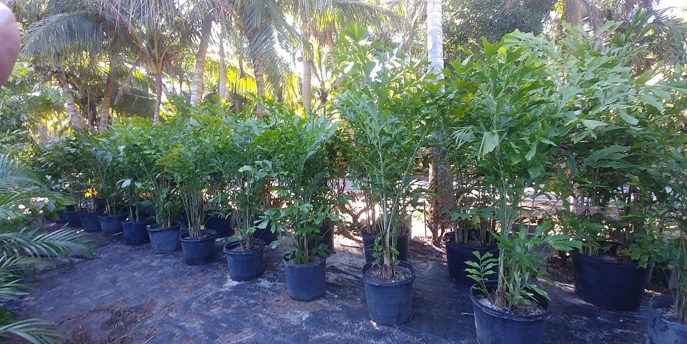 caryota-mitis-fishtail-palm