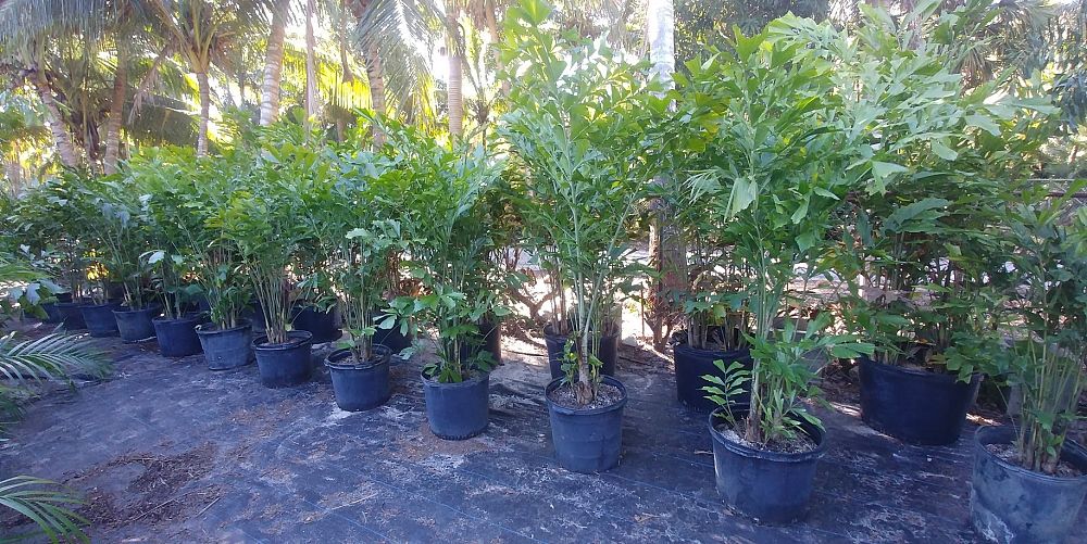 caryota-mitis-fishtail-palm