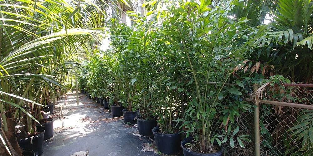 caryota-mitis-fishtail-palm