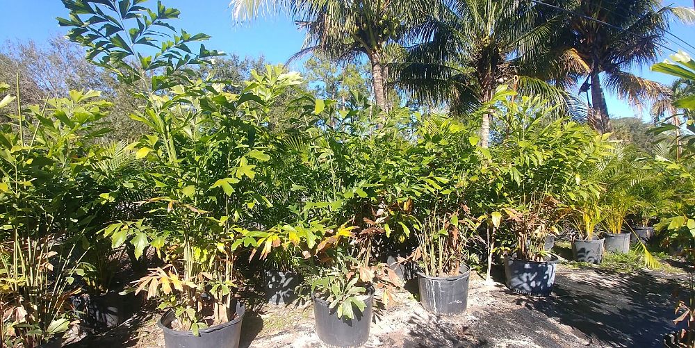 caryota-mitis-fishtail-palm