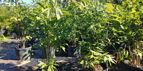 caryota-mitis-fishtail-palm