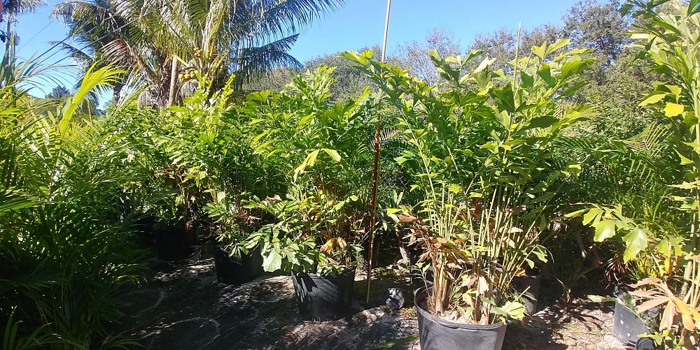 caryota-mitis-fishtail-palm