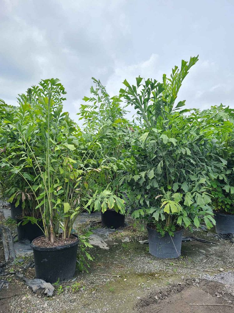 caryota-mitis-fishtail-palm