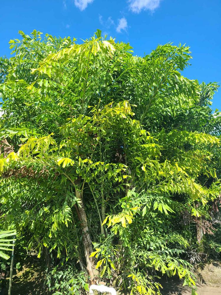 caryota-mitis-fishtail-palm