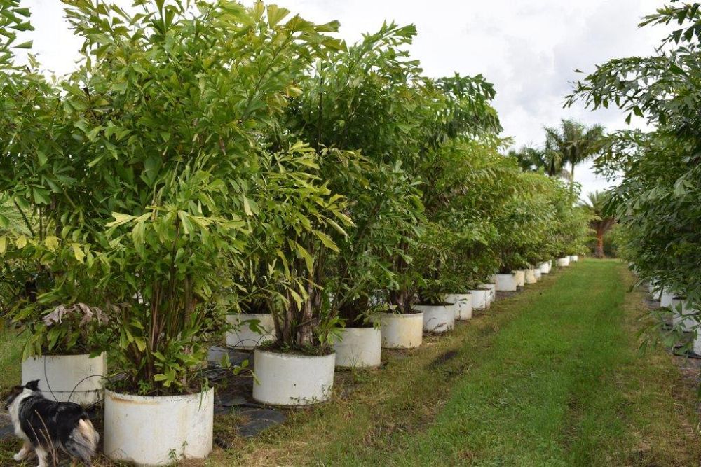 caryota-mitis-fishtail-palm