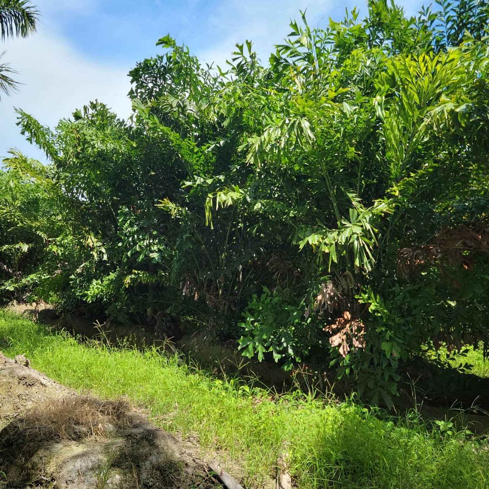 caryota-mitis-fishtail-palm