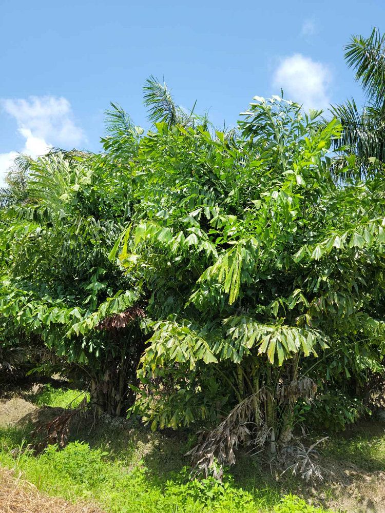 caryota-mitis-fishtail-palm