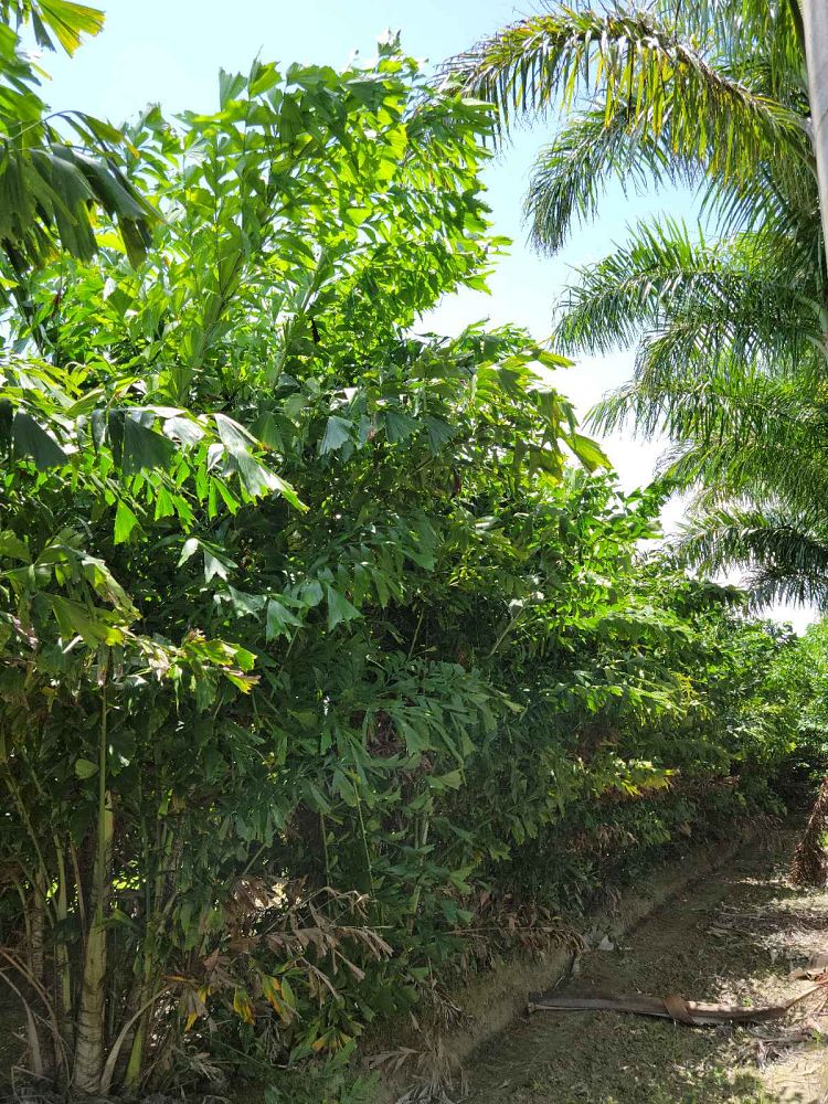 caryota-mitis-fishtail-palm