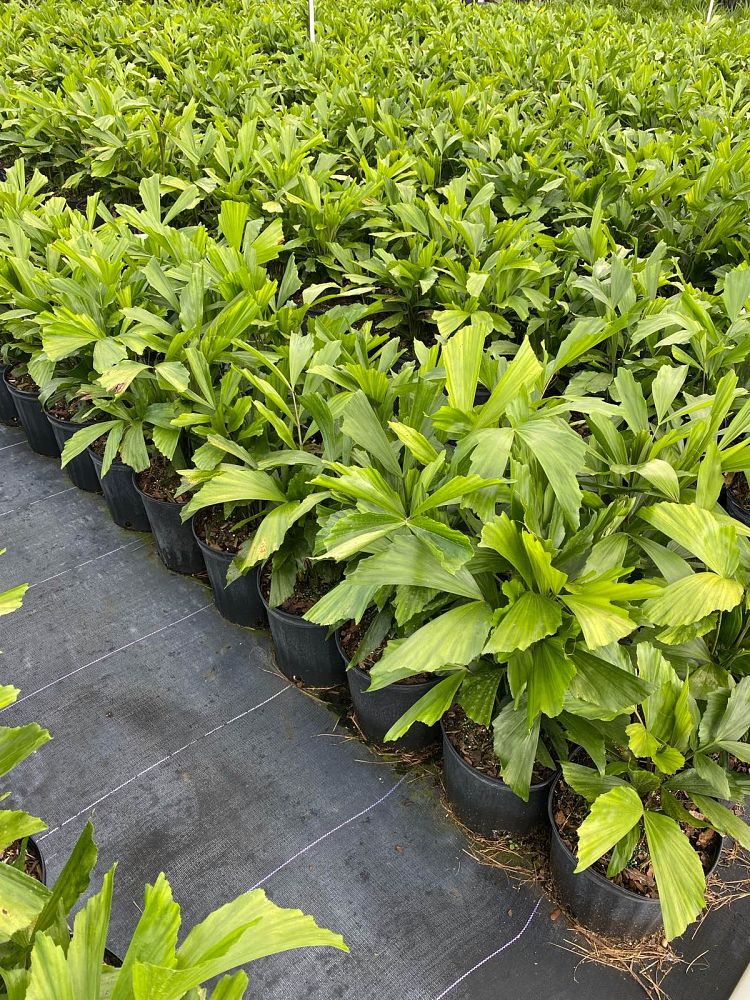 caryota-mitis-fishtail-palm