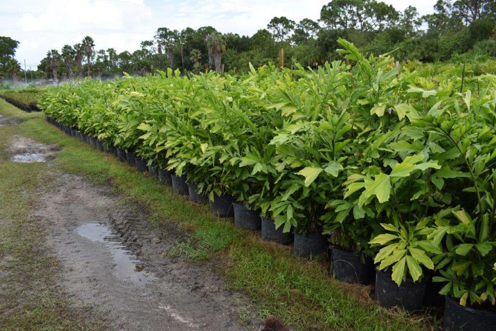 caryota-mitis-fishtail-palm
