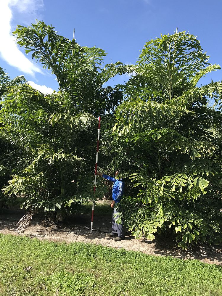 caryota-mitis-fishtail-palm