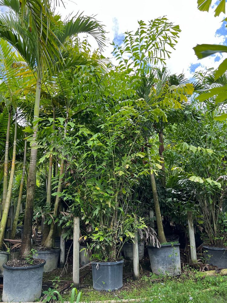 caryota-mitis-fishtail-palm