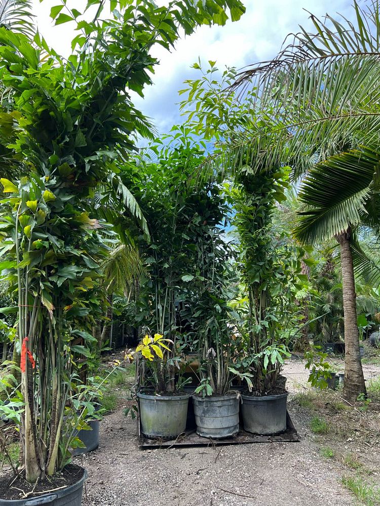 caryota-mitis-fishtail-palm