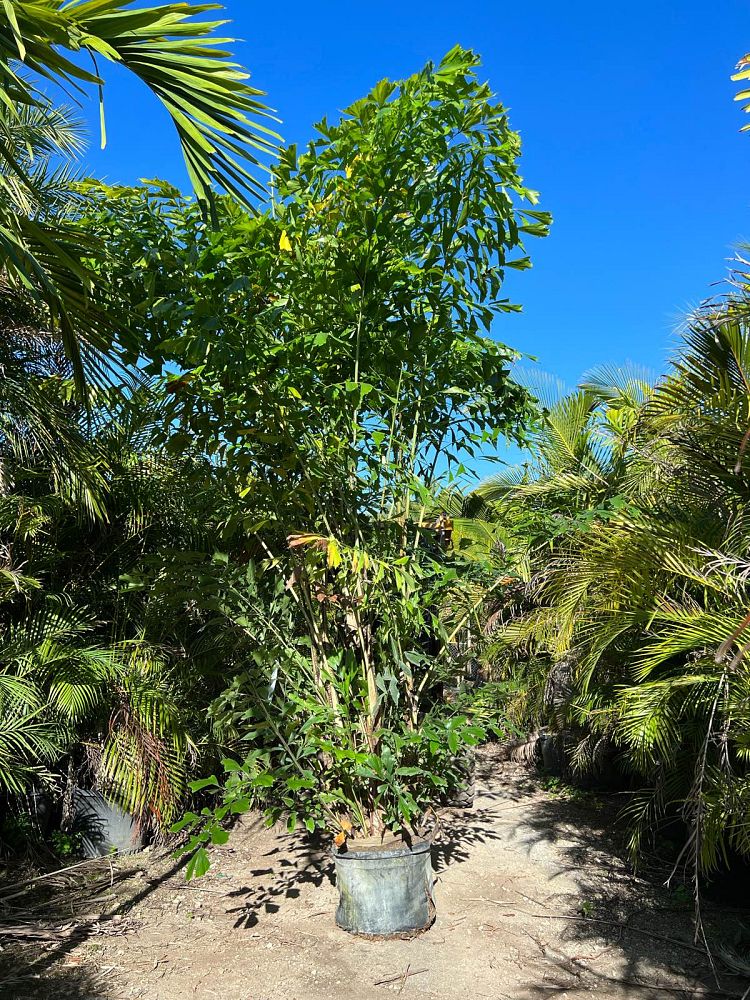 caryota-mitis-fishtail-palm