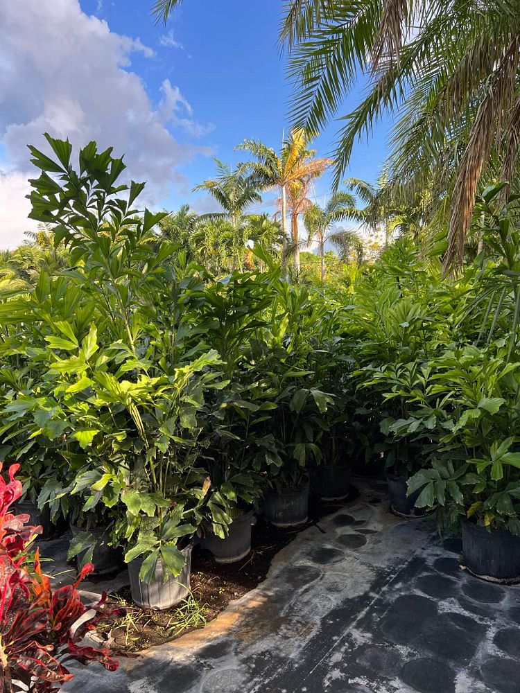 caryota-mitis-fishtail-palm