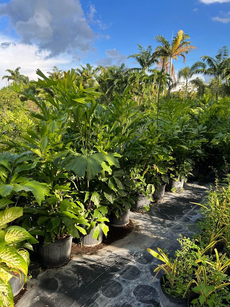 caryota-mitis-fishtail-palm