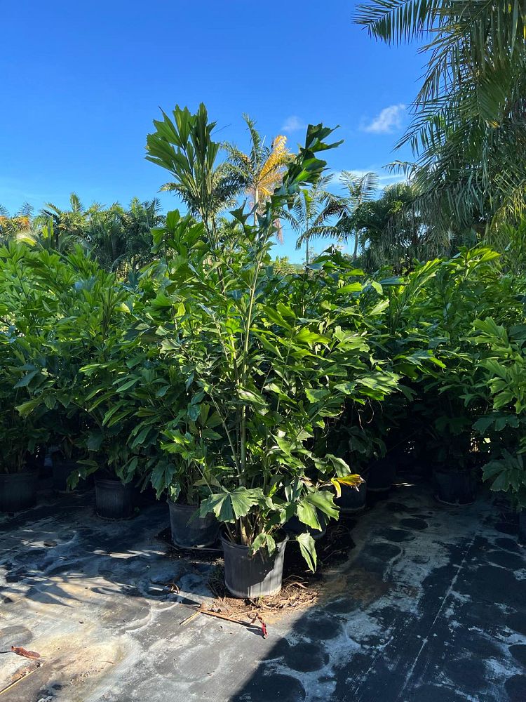 caryota-mitis-fishtail-palm