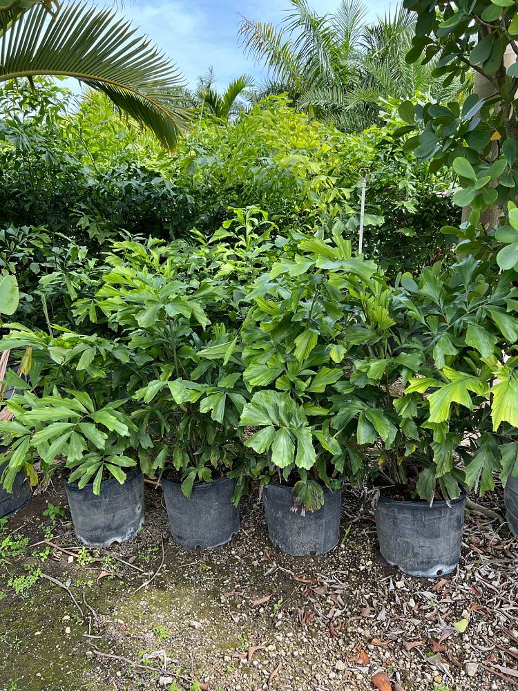 caryota-mitis-fishtail-palm